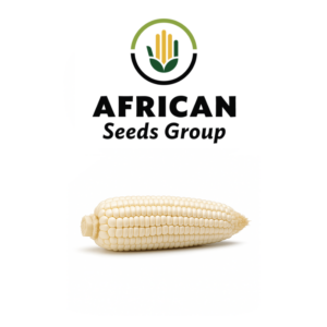 African Seeds Group Maize - White