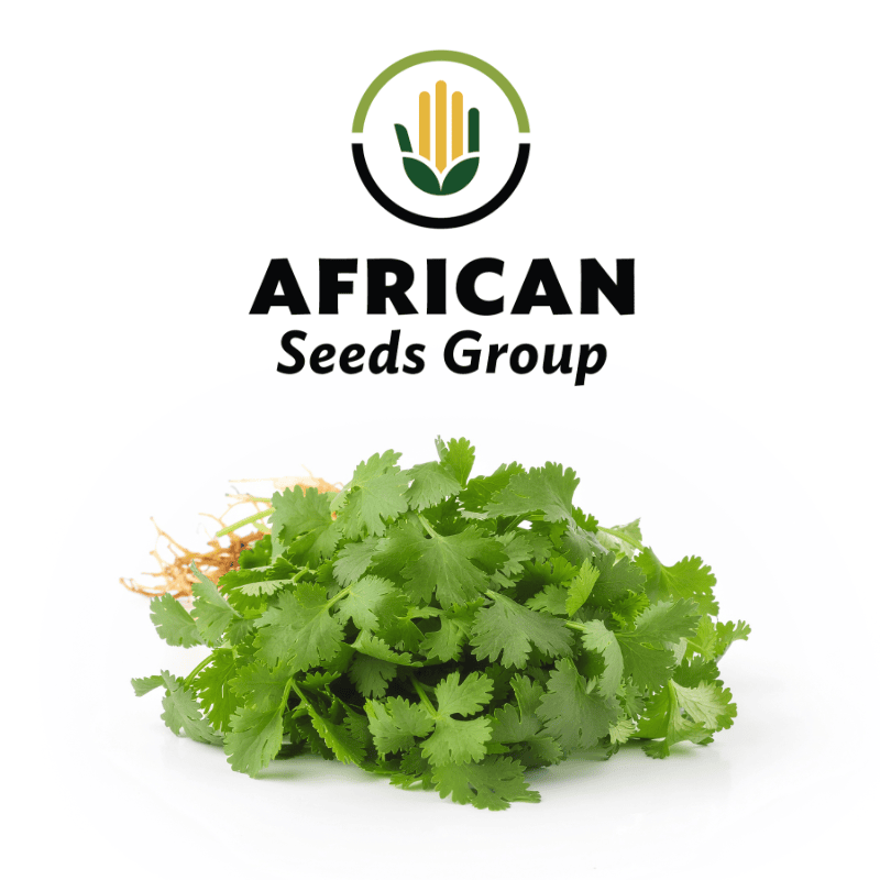 African Seeds Group Coriander - American Long Standing