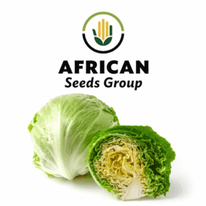 African Seeds Group Great Lakes Lettuce