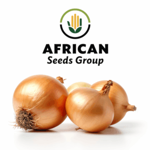 African Seeds Group Onion - Texas Grnao