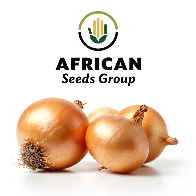 African Seeds Group Onion - Texas Grnao