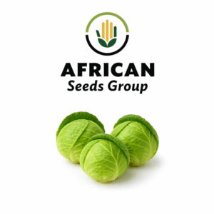 African Seeds Group Cheetah - Baby Cabbage, Green Hybrid
