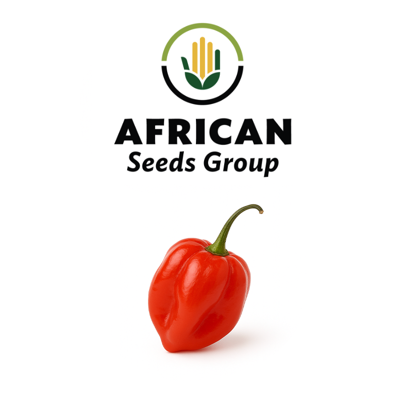 African Seeds Group Habenero Red Hot Pepper - Hybrid
