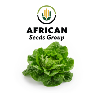 African Seeds Group Lettuce - Electra cos gem