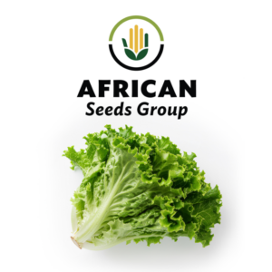 African Seeds Group Lettuce - Happi Batavia