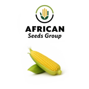 African Seeds Group Sweetcorn - Hybrid, Caramelo