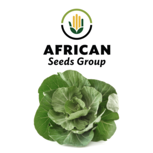 African Seeds Group Cabbage - Tronchuda