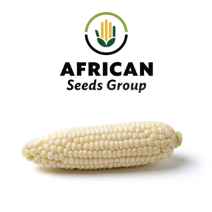 African Seeds Group White Qsoba